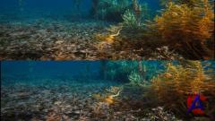    3D / Under the Sea 3D