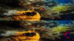    3D / Under the Sea 3D