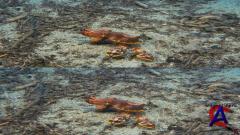    3D / Under the Sea 3D