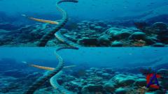    3D / Under the Sea 3D