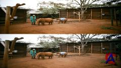    3D/ Born to Be Wild 3D