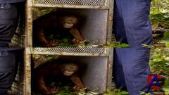   3D/ Born to Be Wild 3D