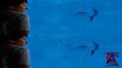   3D/ Dolphin Tale 3D