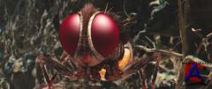  / Eega