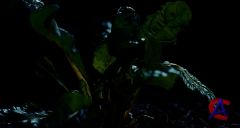     / The Odd Life of Timothy Green