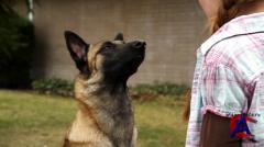 -9:   / K9 Adventures: A Christmas Tale