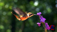       / Nature"s Colors with the World"s Greatest Music