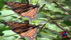   3D / Flight of the Monarch Butterfly 3D
