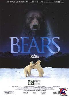  / Bears