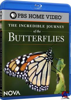    / The Incredible Journey of the Butterflies