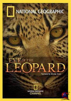 NG -   / Eye Of The Leopard