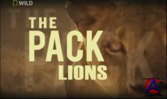 NG - :  / The Pack Lions