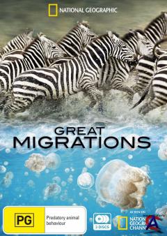 NG -   / Great Migrations [1 ]