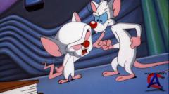    / Pinky and the Brain 3 
