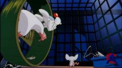    / Pinky and the Brain 1 