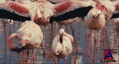  :   / Crimson Wing: Mystery of the Flamingos, The