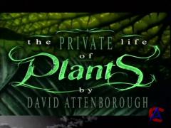 BBC:    / Private Life of Plants, The