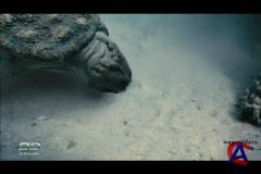  :     / Sea Rex: Journey to a Prehistoric World