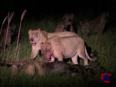 NG -  :    / Eternal Enemies: Lions and Hyenas