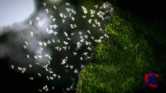 BBC:  / Swarm: Natures Incredible Invasions