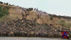 BBC:  .  / BBC: The Natural World. Superswarms