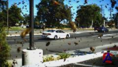 BBC:  .  / BBC: The Natural World. Superswarms