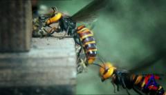 BBC:  . ,      / The Natural World. Buddha Bees and the Giant Hornet Queen