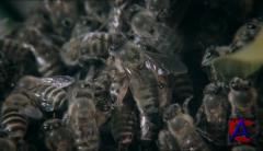 BBC:  . ,      / The Natural World. Buddha Bees and the Giant Hornet Queen