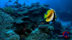     / Secrets of the Great Barrier Reef