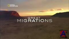 NG -   / Great Migrations [1 ]