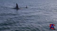   / Malibu Shark Attack