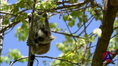 BBC: : ,      / Madagascar: The land where evolution ran wild