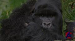    / Gorillas in the Mist: The Story of Dian Fossey