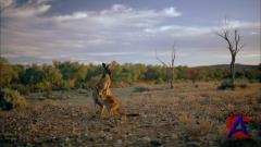 IMAX - :    / Australia: Land Beyond Time