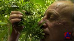 NG -    / National Geographic: Inside Marijuana